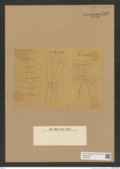 Diatomeae indet. Zeichnungen Sammlung Grunow Nr. 7737 (NHMW-BOT-W0376956)